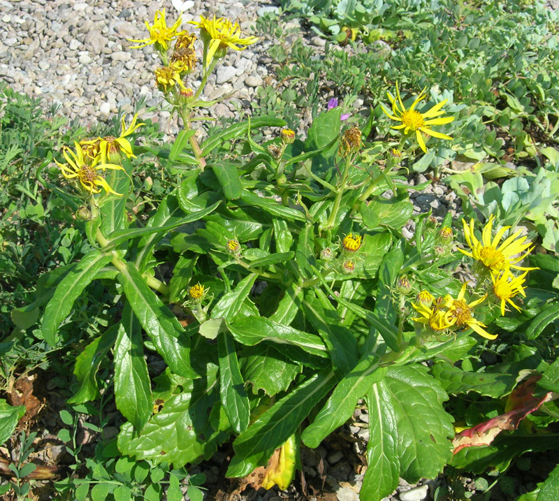 Image of Senecio pseudoarnica specimen.