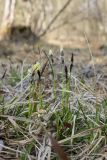 Carex ericetorum