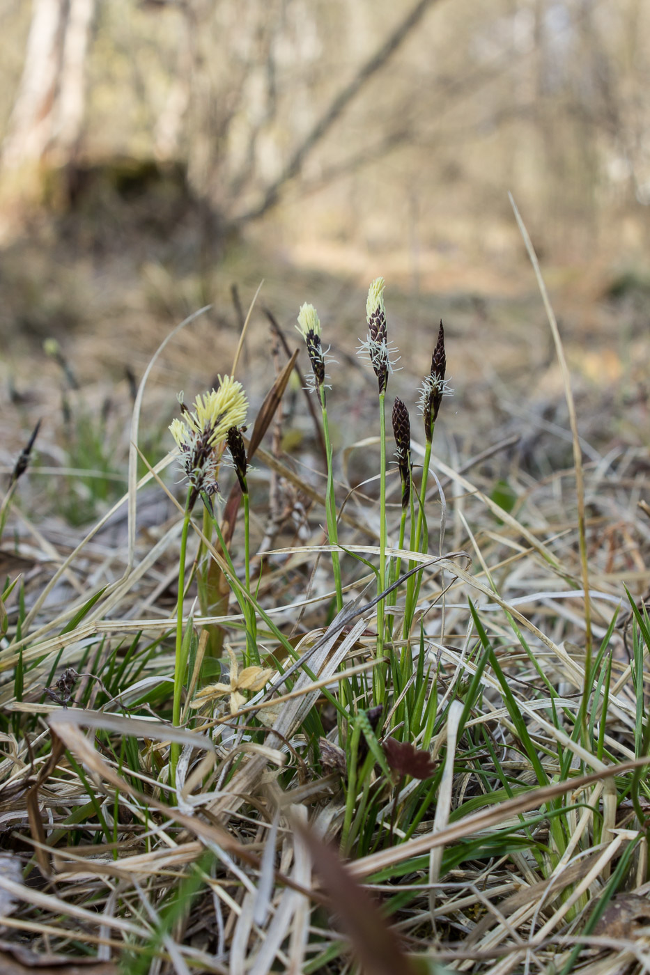 Изображение особи Carex ericetorum.