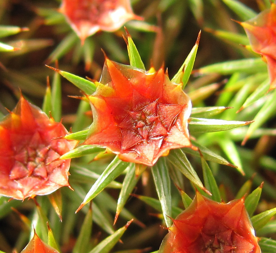 Изображение особи Polytrichum juniperinum.