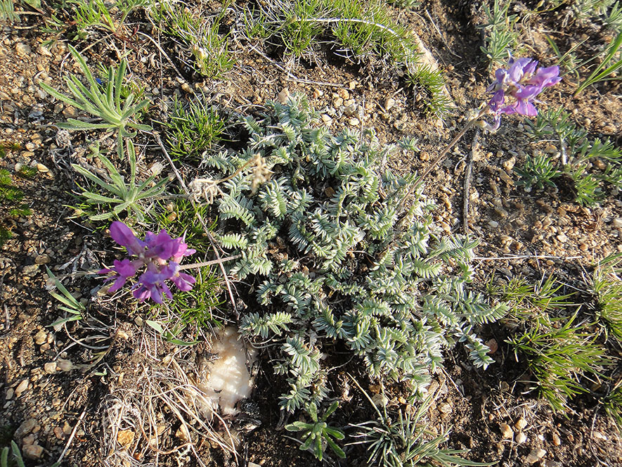 Изображение особи Oxytropis coerulea.