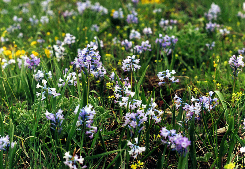 Изображение особи Hyacinthella pallasiana.