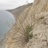 Zygophyllum fabago
