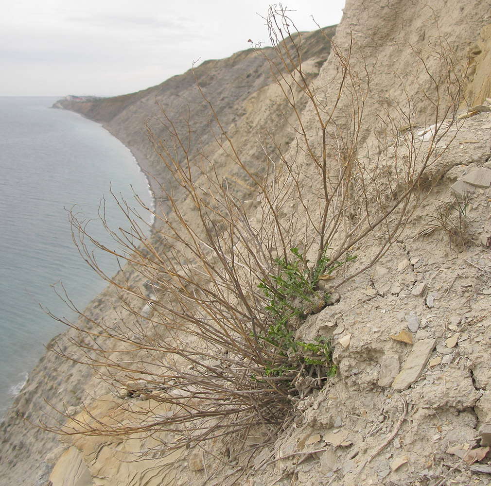 Image of Zygophyllum fabago specimen.