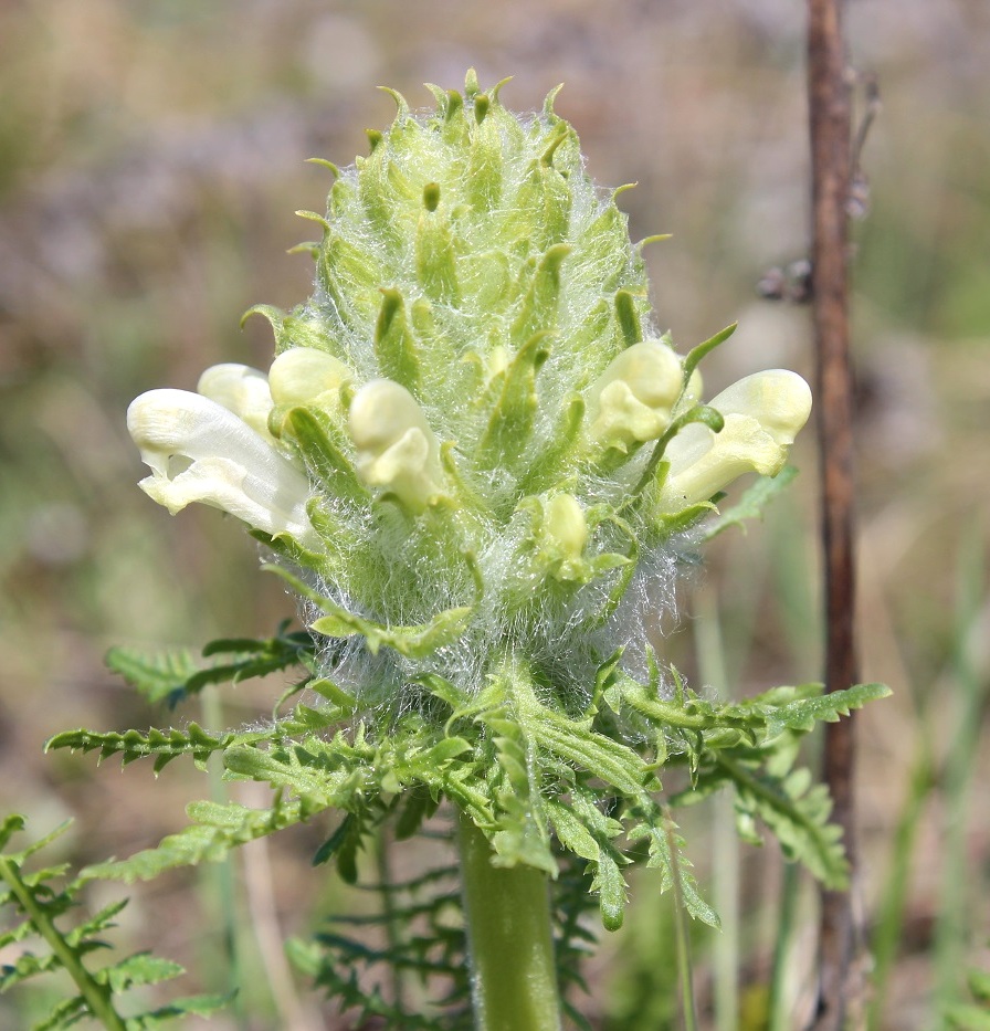 Изображение особи Pedicularis dasystachys.