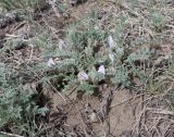 Astragalus testiculatus