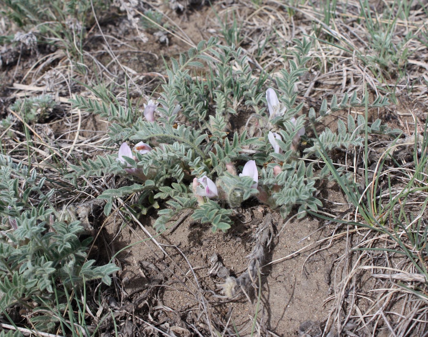 Изображение особи Astragalus testiculatus.