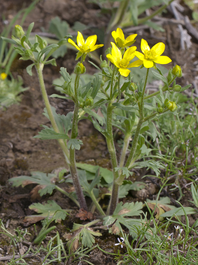 Изображение особи Ranunculus oxyspermus.