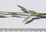 Image of taxon representative. Author is Сергей Банкетов