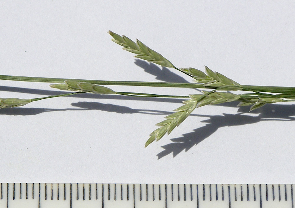 Image of genus Glyceria specimen.