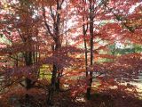 Parrotia persica