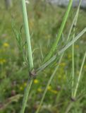 Scabiosa praemontana. Часть побега. Крым, Симферополь, Марьино, степной склон. 14 июля 2015 г.