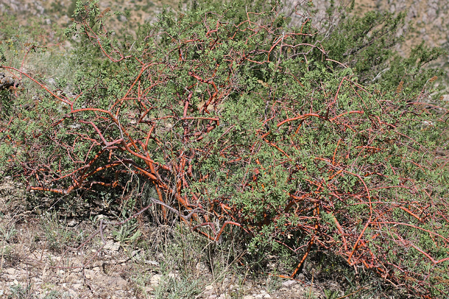 Изображение особи Spiraea hypericifolia.