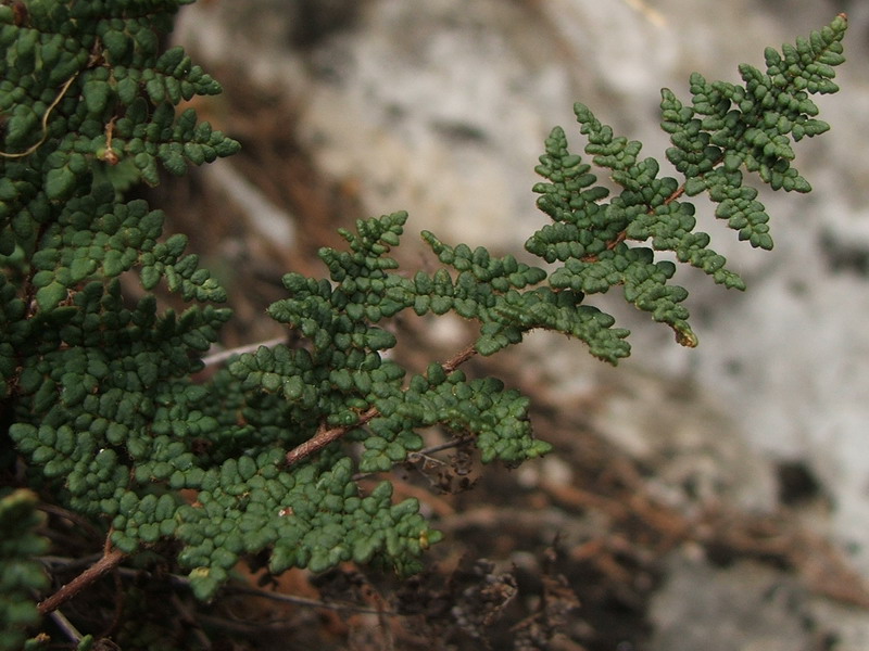 Изображение особи Oeosporangium persicum.