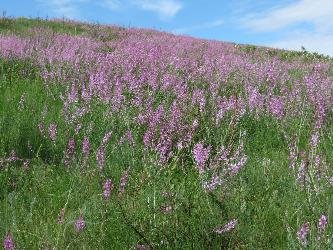 Изображение особи Astragalus macropterus.