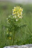 Pedicularis condensata. Цветущее растение. Адыгея, Майкопский р-н, плато Лаго-Наки, хр. Каменное море. 19.07.2015.