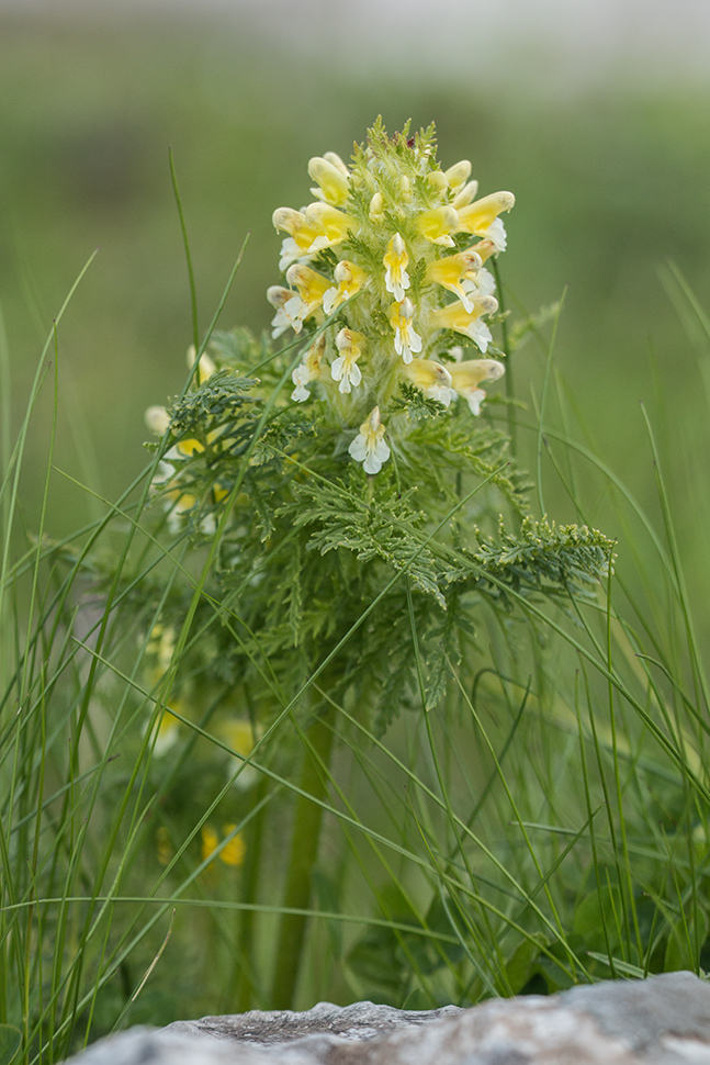 Image of Pedicularis condensata specimen.