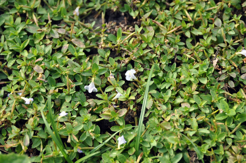 Image of Lindernia antipoda specimen.