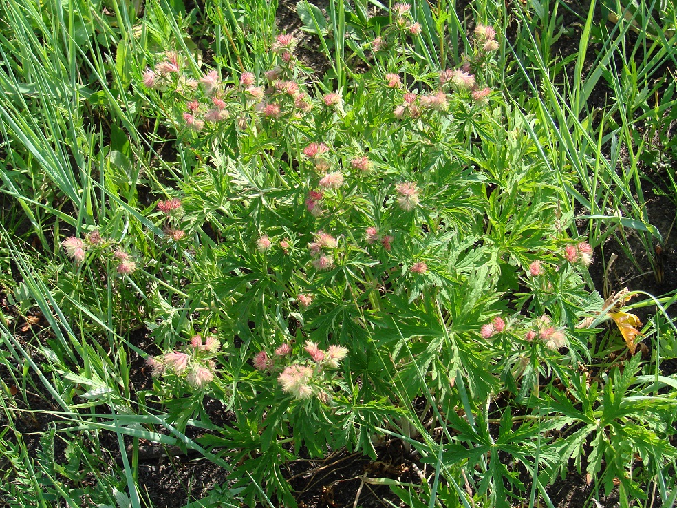 Image of Geranium pratense specimen.