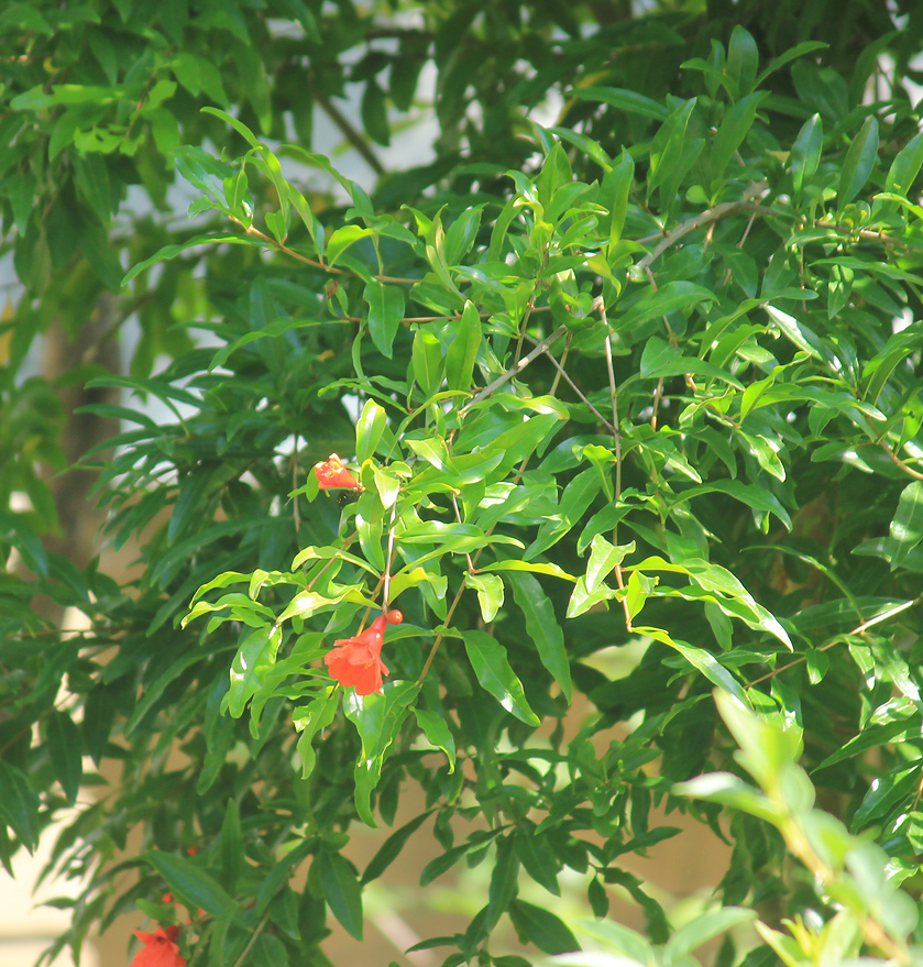 Image of Punica granatum specimen.