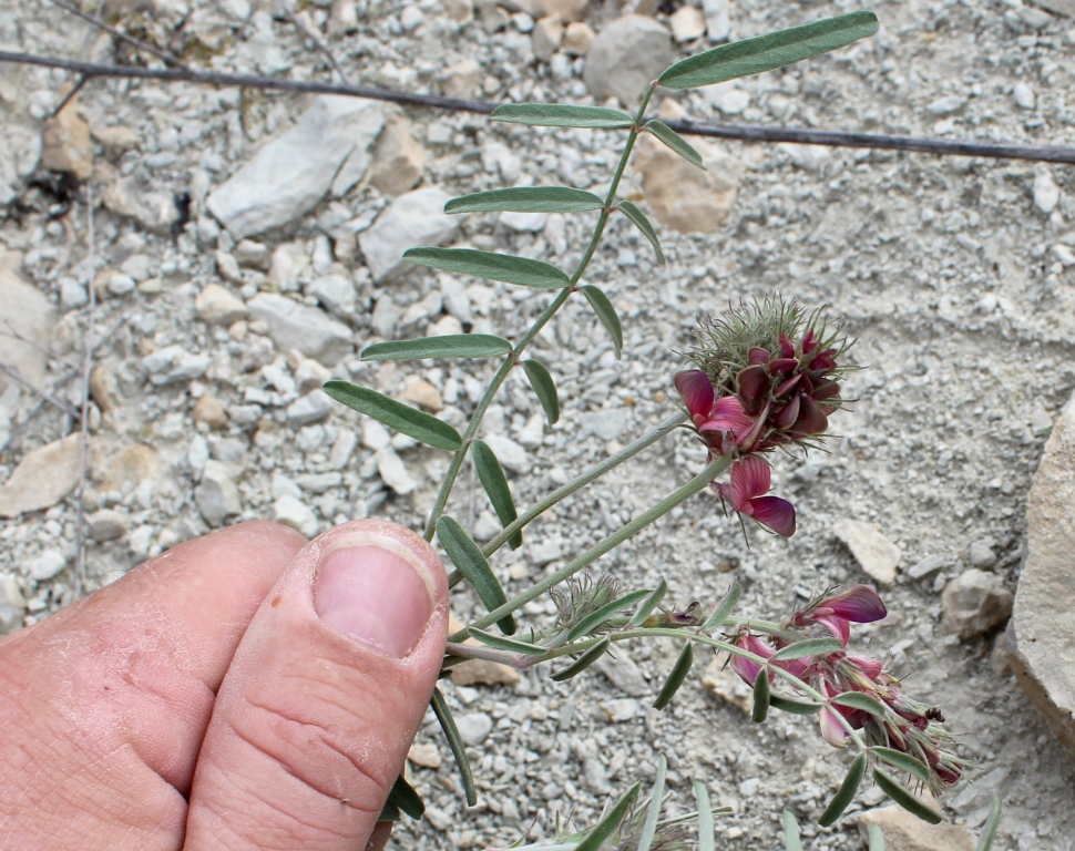 Image of genus Hedysarum specimen.