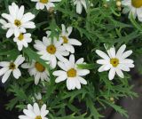 genus Chrysanthemum