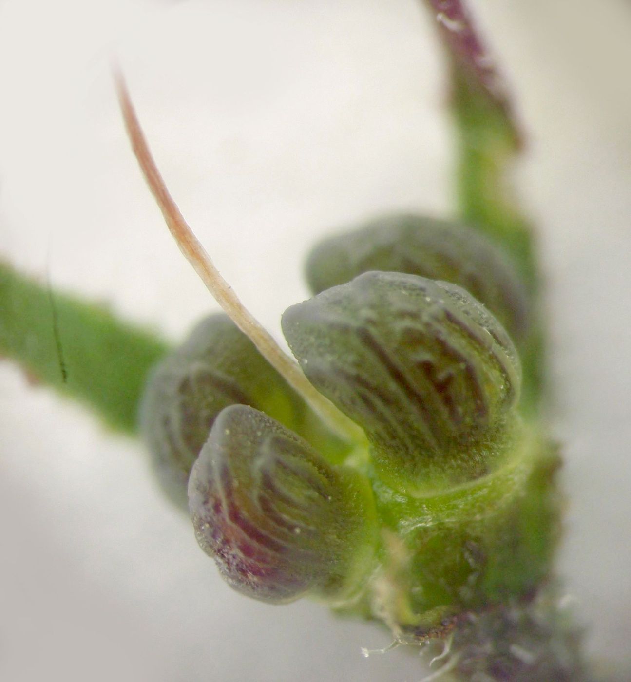 Image of Anchusa stylosa specimen.