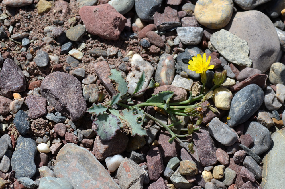 Image of Crepis karelinii specimen.