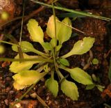 Image of taxon representative. Author is Алексей Чернышев