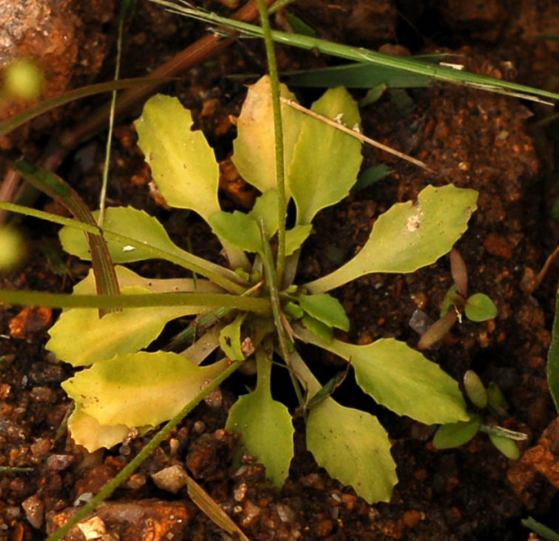 Image of Androsace filiformis specimen.