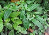 Tinospora sagittata. Часть побега. Андаманские острова, о-в Хейвлок, влажный тропический лес. 01.01.2015.