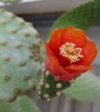 genus Opuntia
