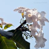 род Tabebuia