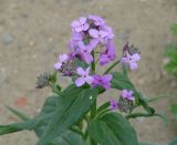 Hesperis sibirica. Верхушка цветущего растения с охотящимся пауком. Иркутская обл., Иркутский р-н, окр. с. Смоленщина, пустырь. 06.06.2015.