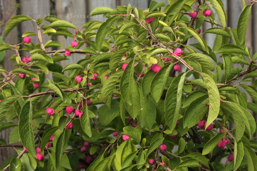 Изображение особи Euonymus phellomanus.