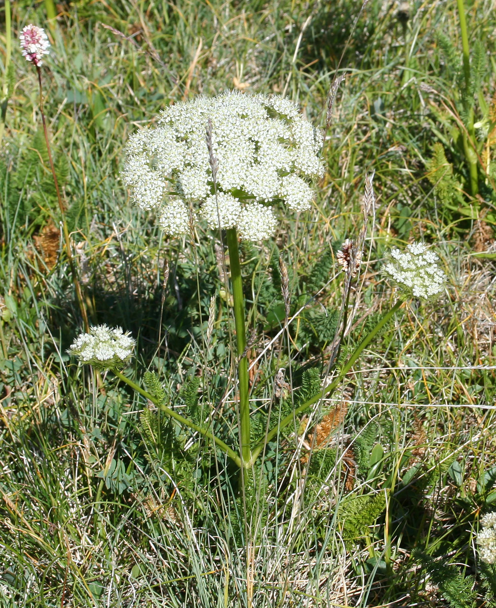 Image of Schulzia crinita specimen.