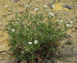 Erodium stevenii