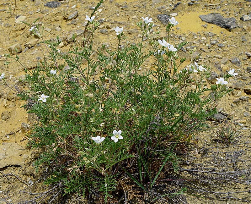 Изображение особи Erodium stevenii.