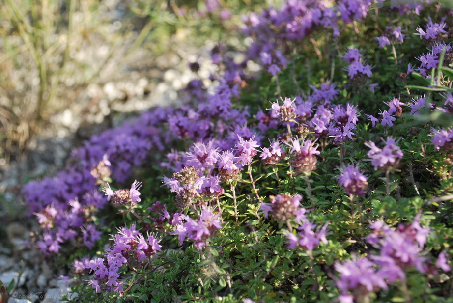 Изображение особи Thymus dubjanskyi.