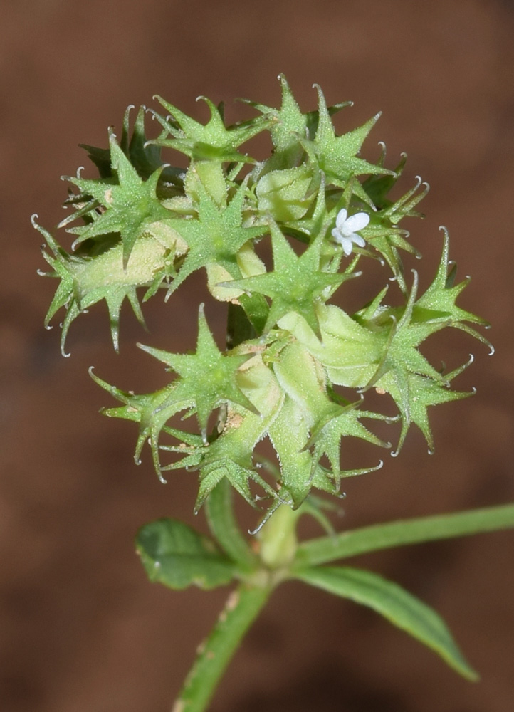 Изображение особи Valerianella dactylophylla.