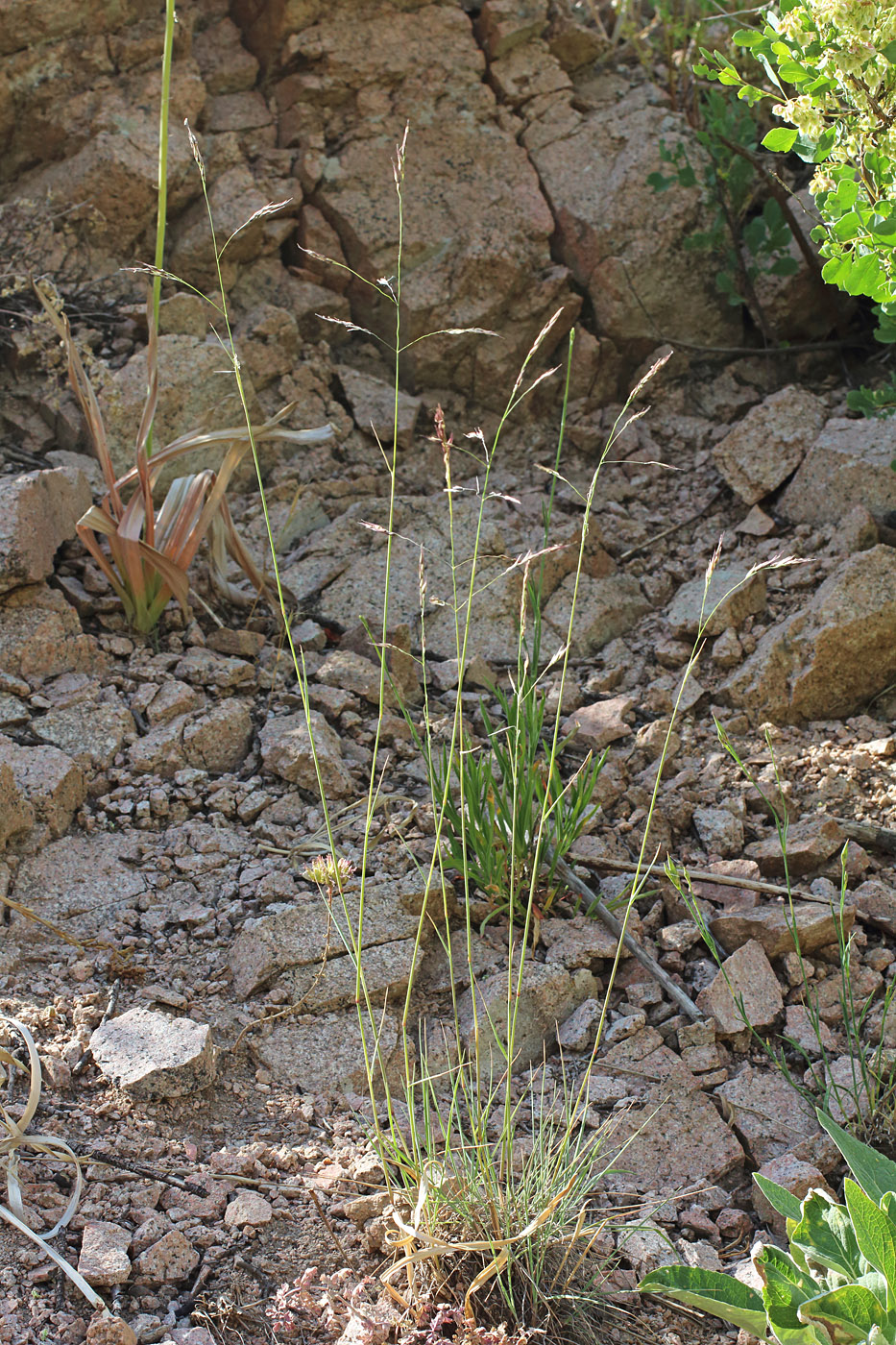 Изображение особи Piptatherum songaricum.