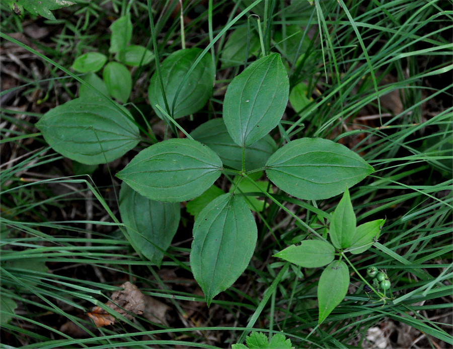 Изображение особи Rubia chinensis.