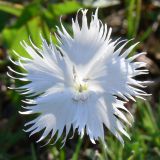 Dianthus acicularis. Цветок. Свердловская обл., окр. г. Североуральск, известняковая скала, южная сторона. 18.06.2006.