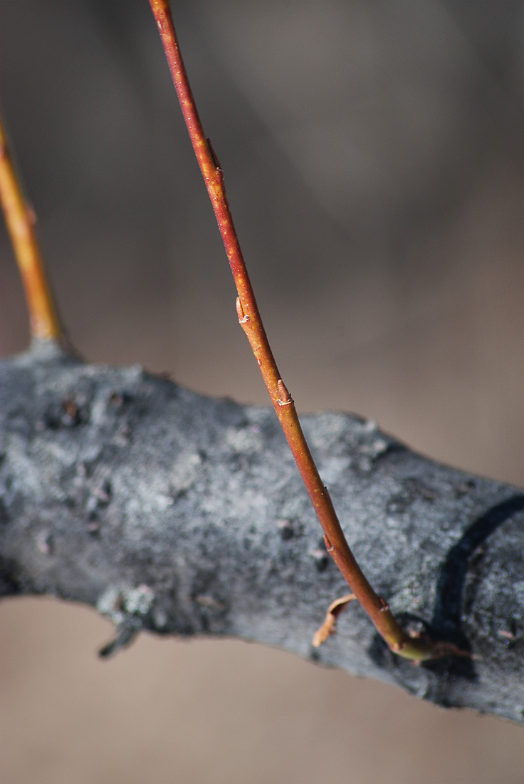 Image of Salix phylicifolia specimen.