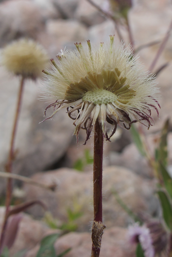 Изображение особи Erigeron uniflorus.