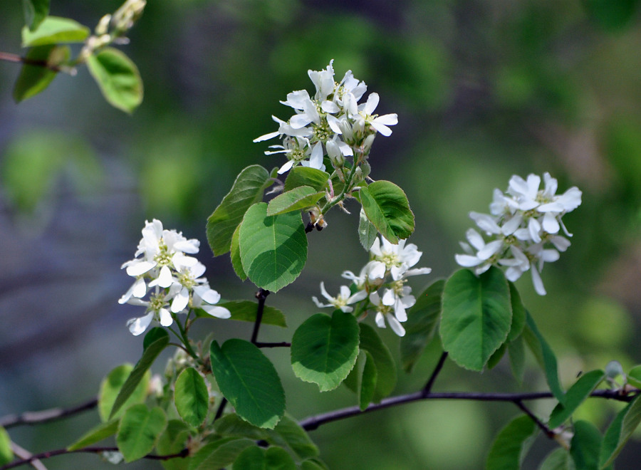 Изображение особи Amelanchier spicata.