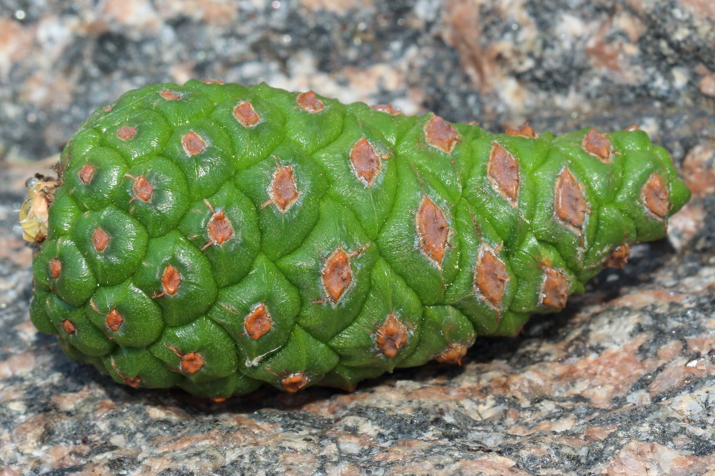 Изображение особи Pinus pallasiana.