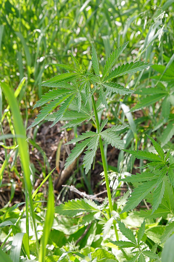 Image of Cannabis sativa specimen.