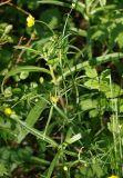 Ranunculus auricomus. Верхушка цветущего растения. Санкт-Петербург, луговина на окраине Пискарёвского парка. 29.05.2009.