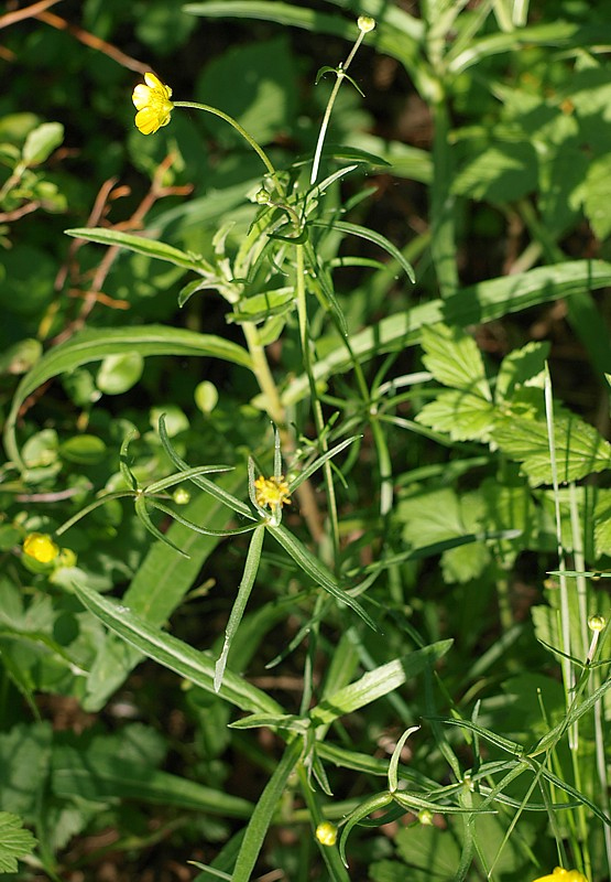 Image of Ranunculus auricomus specimen.